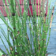 Equisetum hyemale - prêle d'hiver Equisetum hyemale - prêle d'hiver