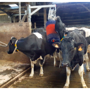 Brosse à vaches robuste, électrique, pivotante et articulée pour un troupeau plus calme et performant - RELAXMAX