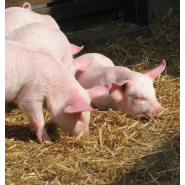 Bâtiments en charpente métallique pour l'élevage de porc alliant bien-être animal, performances, conditions de travail et d'hygiène optimales - COQUELIN BATIMENT Bâtiments en charpente métallique pour l'élevage de porc alliant bien-être animal, performances, conditions de travail et d'hygiène optimales - COQUELIN BATIMENT