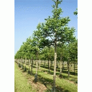  Arbre  d ornement acacia Hellopro