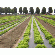 Film de paillage microperforé biodégradable - 150cm, 1333m, Micro + macro-perforé, 4 rangs, 12µ - norme EN 17033 Film de paillage microperforé biodégradable - 150cm, 1333m, Micro + macro-perforé, 4 rangs, 12µ - norme EN 17033