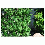 Haie cyprès 3d - 1m x2m - vert Haie cyprès 3d - 1m x2m - vert