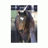 Rideaux à lanières pour box à cheval