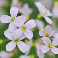 Cardamine pratensis - cresson des prés Cardamine pratensis - cresson des prés