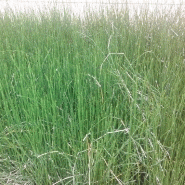 Equisetum scirpoïdes - prêle naine Equisetum scirpoïdes - prêle naine