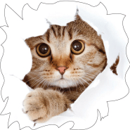 Sticker Chat pour la valise