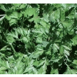 Plante aromatique - persil plat Plante aromatique - persil plat