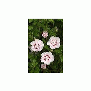 Plante hibiscus syriacus china chiffon (r) 'bricutts' cov Plante hibiscus syriacus china chiffon (r) 'bricutts' cov