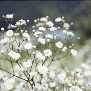 Serviettes 33 x 33 cm zoom gypsophile (240 unités) MESA BELLA - vert Matériau naturel 3701168950028 Serviettes 33 x 33 cm zoom gypsophile (240 unités) MESA BELLA - vert Matériau naturel 3701168950028