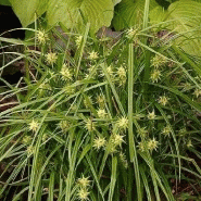 Carex grayi - carex de gray Carex grayi - carex de gray