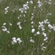 Eriophorum angustifolium - linaigrette Eriophorum angustifolium - linaigrette