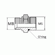 Adaptateur droit mâle BSP pour bague BS x mâle SAE - 3/8' , 16.66 , 3/4' , 19.05