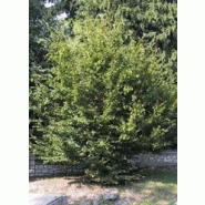Albizia arbre Albizia arbre