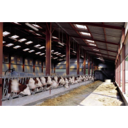 Bâtiment d'élevage pour vaches laitières - Eclairage naturel, ventilation et régulation de l'humidité - WALTEFAUGLE Bâtiment d'élevage pour vaches laitières - Eclairage naturel, ventilation et régulation de l'humidité - WALTEFAUGLE