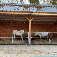 Abri de stabulation - ABR007 - Confort et robustesse pour vos chevaux
