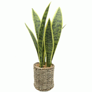 Sansevria dans pot corde H42cm