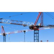 Grues raimondi à tête de marteau