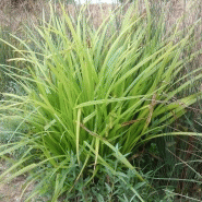Carex pseudocyperus - carex faux souchet Carex pseudocyperus - carex faux souchet