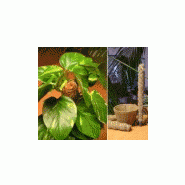 Horticulture - tuteur coco