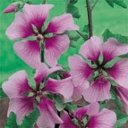 Vivace haute - lavatera maritima 'princesse de ligne' Vivace haute - lavatera maritima 'princesse de ligne'