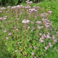 Eupatorium cannabinum - eupatoire chanvrine Eupatorium cannabinum - eupatoire chanvrine