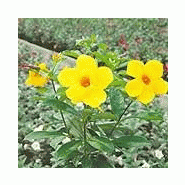 Plante semi - arbustive - allamanda cathartica Plante semi - arbustive - allamanda cathartica