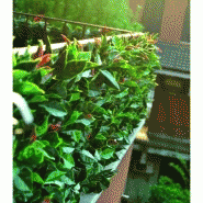 Haie photinia 3 d - 0,50m x 1m Haie photinia 3 d - 0,50m x 1m