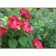 Plante - hibiscus moscheutos Plante - hibiscus moscheutos