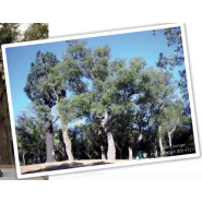 Pylônes arbres accès intérieur pin - accès nacelle - 9 à 30 m - 6 antennes panneaux_0