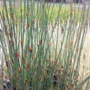 Chondropetalum tectorum - jonc du cap Chondropetalum tectorum - jonc du cap