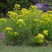 Euphorbia palustris - euphorbe des marais Euphorbia palustris - euphorbe des marais