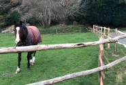 Clôture bois campagne pour chevaux - horse stop - acacia authentique, 2 lices, 1m30 - ref. Ca11200-2