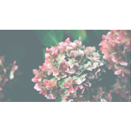 Jardin du Souvenir Pour un dernier hommage - Composé de Coupe de plusieurs plantes variées de saison Jardin du Souvenir Pour un dernier hommage - Composé de Coupe de plusieurs plantes variées de saison