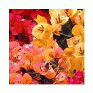 Plante -bougainvillier Plante -bougainvillier