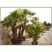 Plante - palmier nain - chamærops humilis