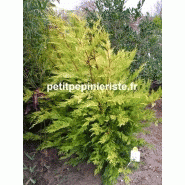 Arbre d intérieur Arbre d intérieur