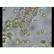 Traitement biologique des hydrocarbures