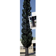 Pylônes arbres accès extérieur - cyprès de Provence - 9 à 20 m - 6 antennes panneaux_0