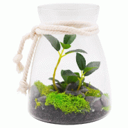 Terrarium plantes vertes, mousse et galets H16cm