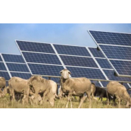 Parc ovin & parc bovin photovoltaïque