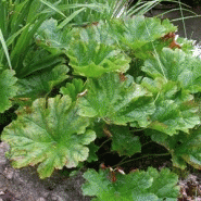 Darmera peltata - ou peltiphyllum peltatum Darmera peltata - ou peltiphyllum peltatum