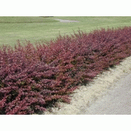 Berberis Thunbergii Atropurpurea Stock Photos Berberis