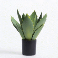 Plante grasse dans pot H 31 cm