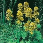 Vivace haute - ligularia dentata Vivace haute - ligularia dentata