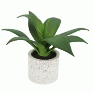 Agave dans pot ciment H 24 cm