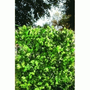 Haie safran 3 d - 0,50m x 1m Haie safran 3 d - 0,50m x 1m
