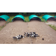 Bâtiment d'élevage pour bovin à lait - Ventilation naturelle optimale, isolation et confort acoustique - Tunnel TOUTABRI Bâtiment d'élevage pour bovin à lait - Ventilation naturelle optimale, isolation et confort acoustique - Tunnel TOUTABRI