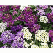 Plante alysse Plante alysse