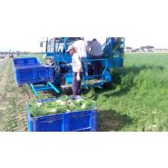 Récolteuse de fenouil F 285 - Carpi Meccanica S.N.C - mono-rang, demi-portée, courroies et tri hydraulique_1