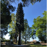 Pylônes arbres - Cyprès - réalistes et intégration parfaite de 9 m à 20 m Pylônes arbres - Cyprès - réalistes et intégration parfaite de 9 m à 20 m